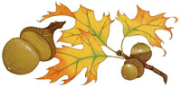 
We all have been reminded at some time or other that mighty oaks from little acorns grow. But how often do we really look at this fruit in all its variety of size, shape, and styling?
